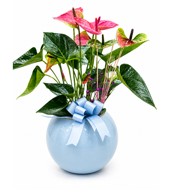 antoryum, anthurium, pembe çiçek, saksı bitkisi
