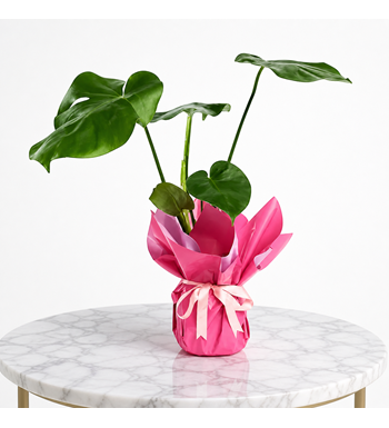 monstera, deve tabanı, pembe çiçek, saksı bitkisi
