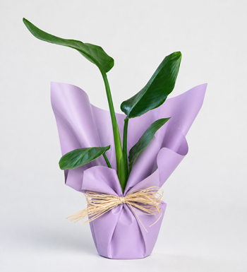 strelitzia, cennet kuşu bitkisi, saksı bitkisi, yeşil bitki