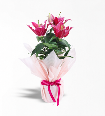 pembe lilyum, lilyum saksı çiçeği,sevgiliye lilyum