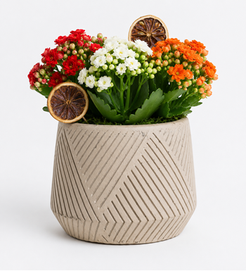 kalanchoe saksı aranjmanı,kırmızı kalanchoe, beyaz kalanchoe