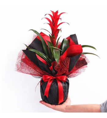 guzmanya, kırmızı guzmania, saksı çiçeği, bromeliad