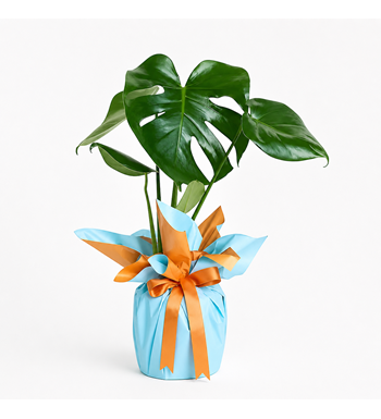 monstera, deve tabanı, monstera bitkisi, saksı çiçeği