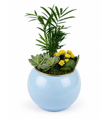 sukulent aranjmanı, mavi saksı çiçek, kalanchoe çiçek