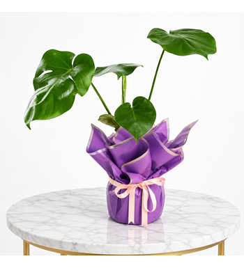 monstera, deve tabanı, mor çiçek, saksı bitkisi