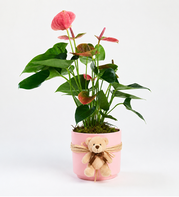 pembe antoryum, ayıcıklı antoryum, premium saksı bitkisi