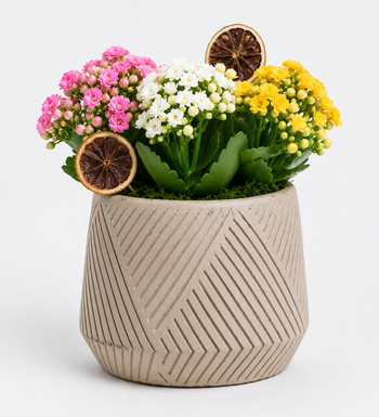 kalanchoe aranjmanı, renkli kalanchoe, pembe kalanchoe