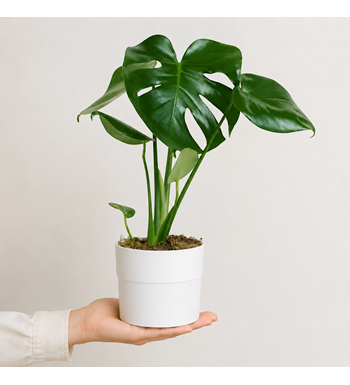 monstera bitkisi, beyaz saksı monstera, salon bitkisi