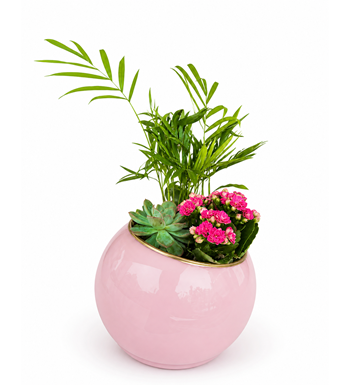 pembe saksı çiçek, sukulent aranjmanı, kalanchoe çiçek