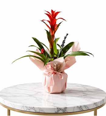 guzmania, bromeliad, kırmızı çiçek, saksı bitkisi