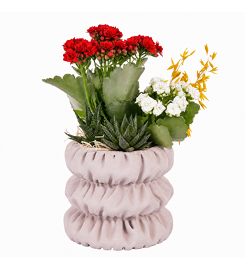 kalanchoe siparişi, saksı çiçeği, dekoratif bitki,ev bitkisi