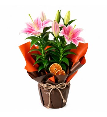 pembe lilyum, lilyum saksı çiçeği, premium lilyum aranjmanı