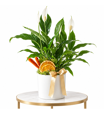 barış çiçeği aranjmanı, spathiphyllum, saksıda barış çiçeği