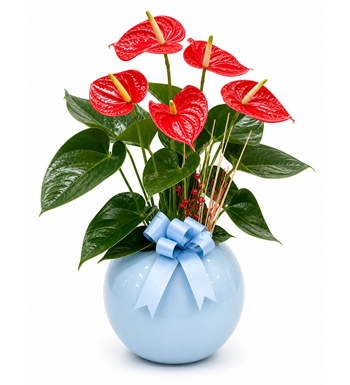 antoryum, anthurium, kırmızı çiçek, modern çiçek