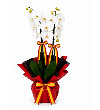 beyaz orkide, çift dallı orkide, phalaenopsis orkide