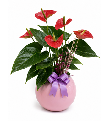 antoryum, anthurium, kırmızı çiçek, saksı bitki