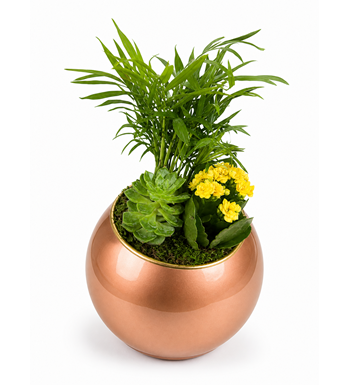 sukulent aranjmanı, bronz saksı çiçek, kalanchoe sarı çiçek,