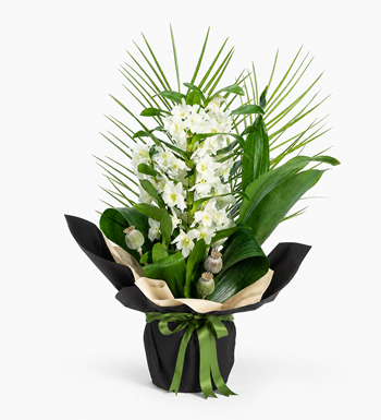 beyaz dendrobium orkide,premium orkide,yeni iş orkidesi