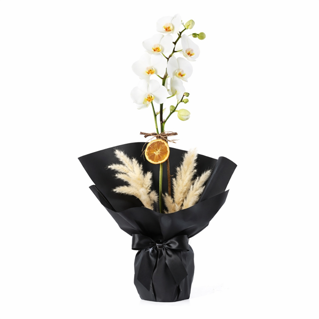 Black Prestige Beyaz Phalaenopsis Orkide – Luxury Collection