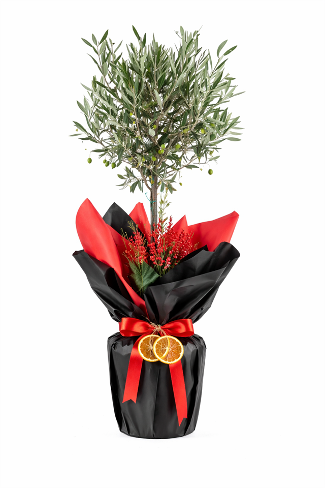 Black & Red Prestige Zeytin Ağacı – Luxury Collection