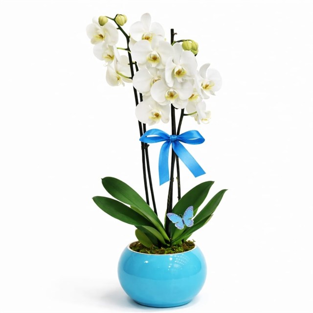 Blue Elegance Beyaz Orkide Tasarımı