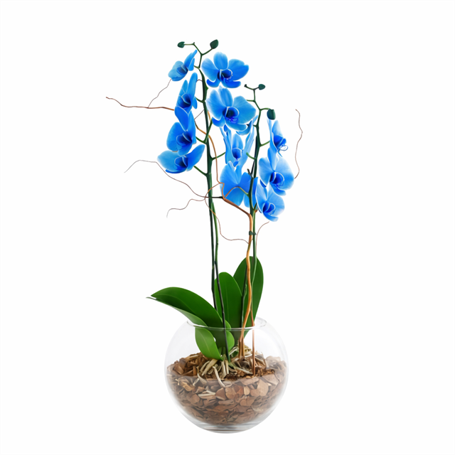 Blue Elegance Cam Fanus Orkide