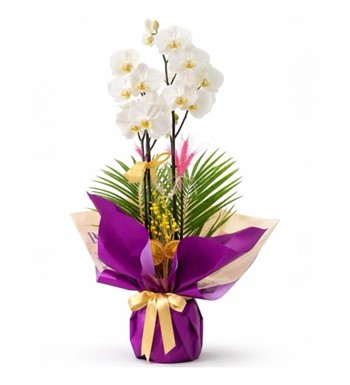 beyaz orkide, phalaenopsis, orkide aranjmanı, premium çiçek