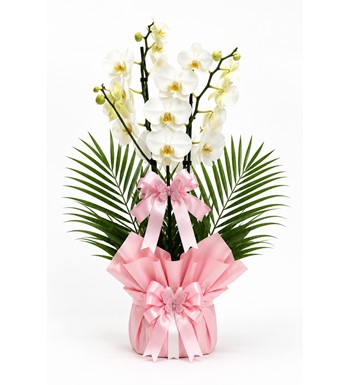 beyaz orkide, phalaenopsis orkide, pembe ambalajlı orkide