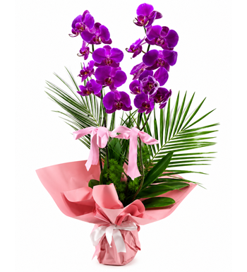 mor orkide, çift dal orkide, phalaenopsis orkide, mor orkide