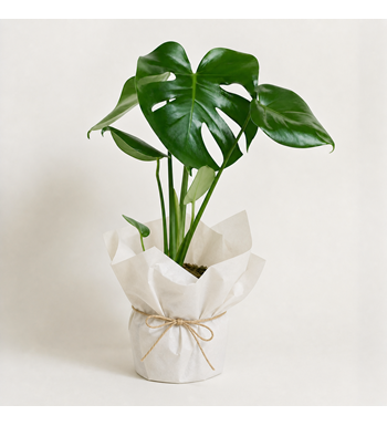 monstera saksı, monstera bitkisi, yeşil bitki, saksı çiçeği