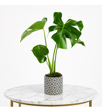 monstera, deve tabanı, saksı bitkisi, dekoratif bitki