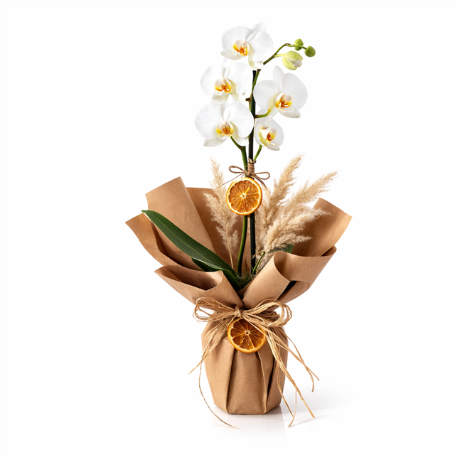 Florenta Nature Serisi – Tek Dal Beyaz Phalaenopsis