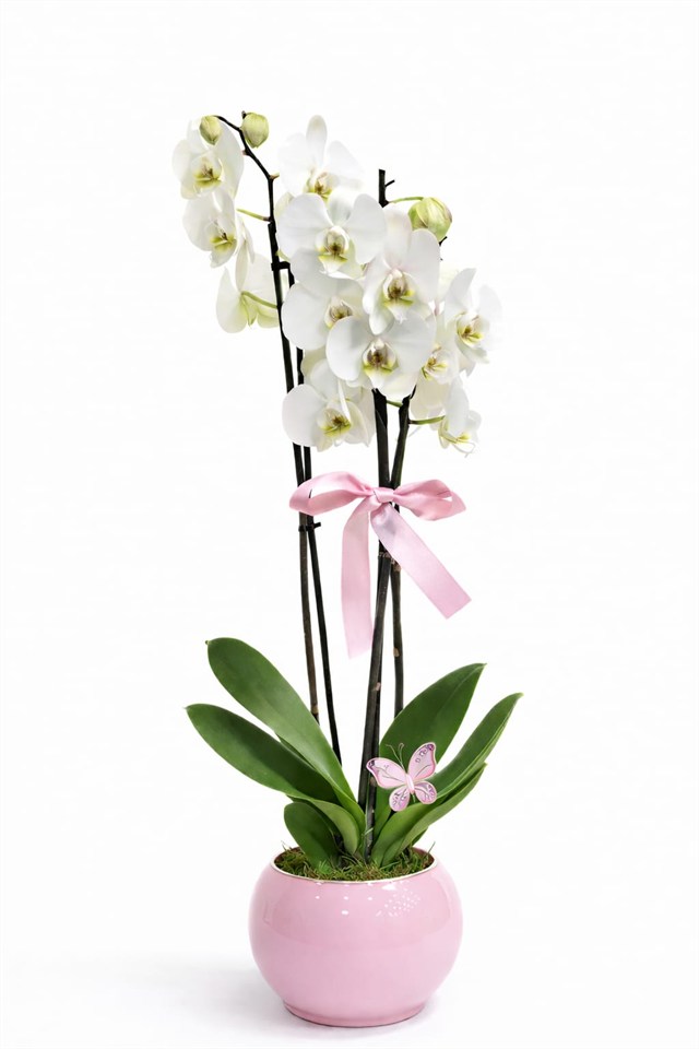 Kelebek Dokunuşlu Beyaz Orkide