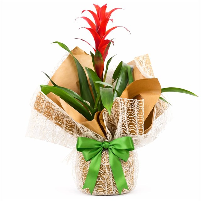 Kırmızı Alev – Guzmania Saksı Bitkisi