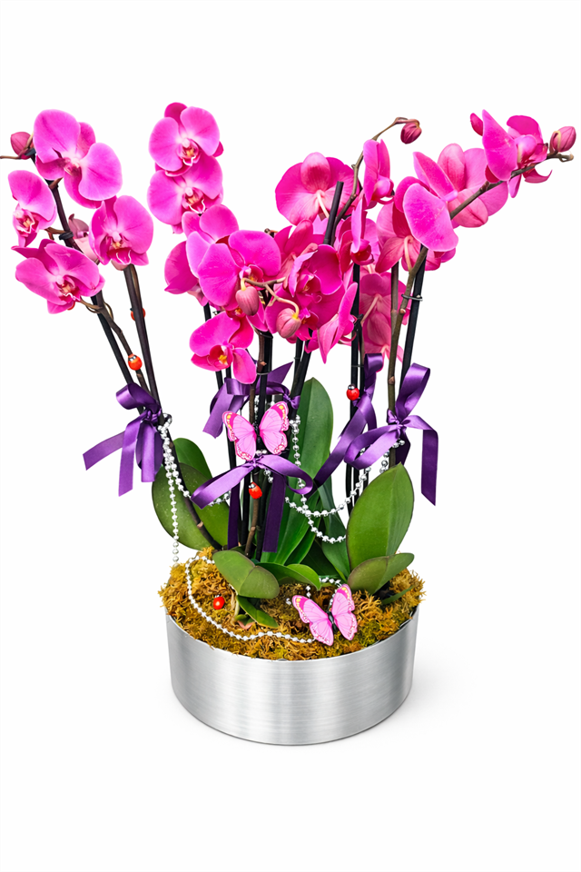 Kelebek Etkisi | Pembe Phalaenopsis Orkide