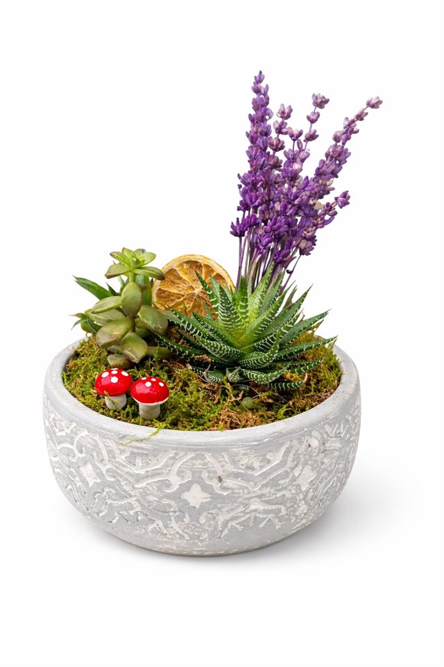 Lavanta Bahçesi – Sukulent & Aloe Seramik Aranjman