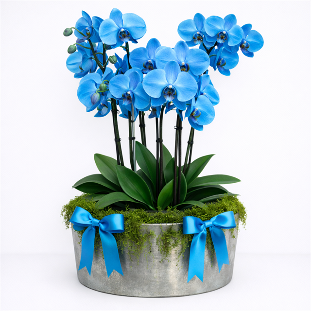 Saf Mavi – Phalaenopsis Orkide Tasarımı