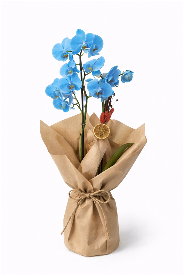 Gökyüzü Dokunuşu – Mavi Çift Dallı Orkide