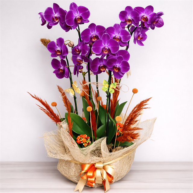 Mor Zarafetin Asaleti | Premium Phalaenopsis Orkide Tasarımı