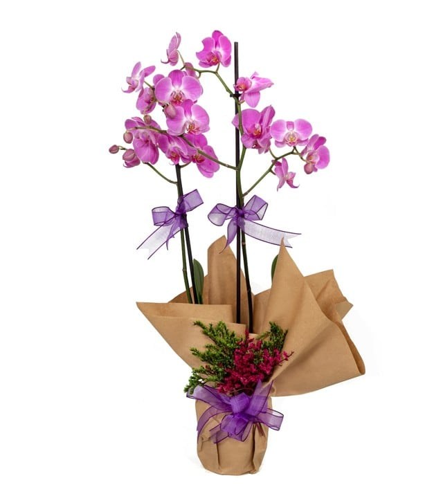 Kalbime Dokunan 2 Dal Mor Orkide