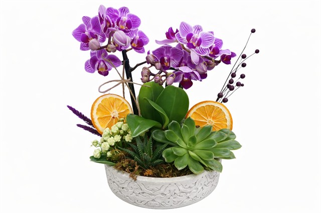 Mor Mini Orkide ve Sukulent Tasarım Aranjmanı