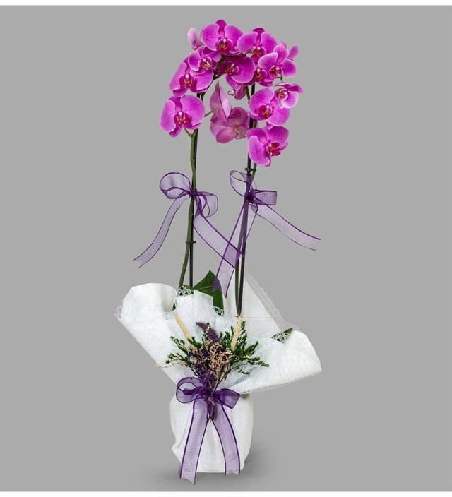 Bir Ömür Sen- 2 Dal Mor Orkide