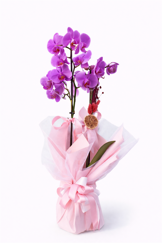 Mor Tutku 2 Dal – Phalaenopsis Orkide