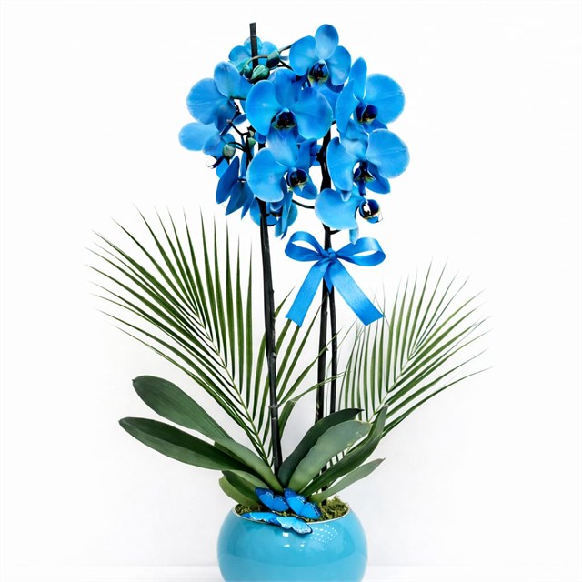 Okyanus Esintisi Orkide Aranjmanı