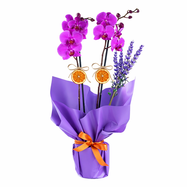 Orchid Elegance Signature