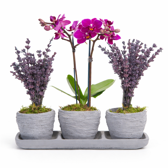 Orchid & Lavender Harmony Set