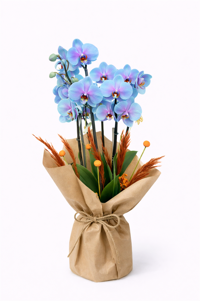 Mavi Düşler – Phalaenopsis Orkide