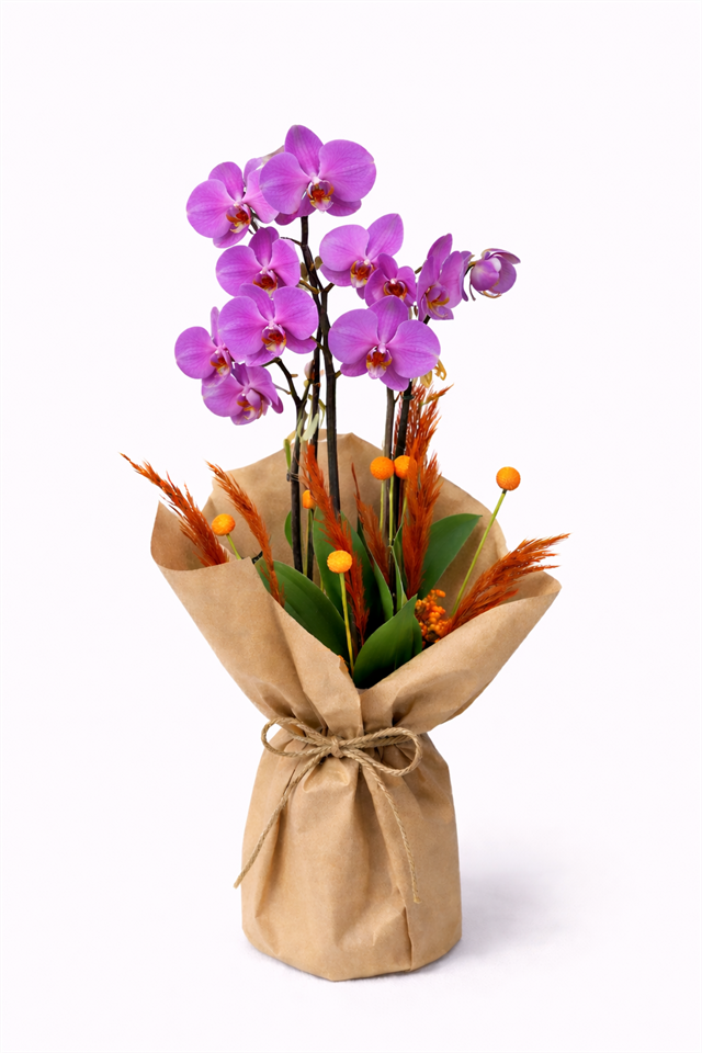 Mor Zerafet Kraft Ambalajlı Çift Dal Orkide