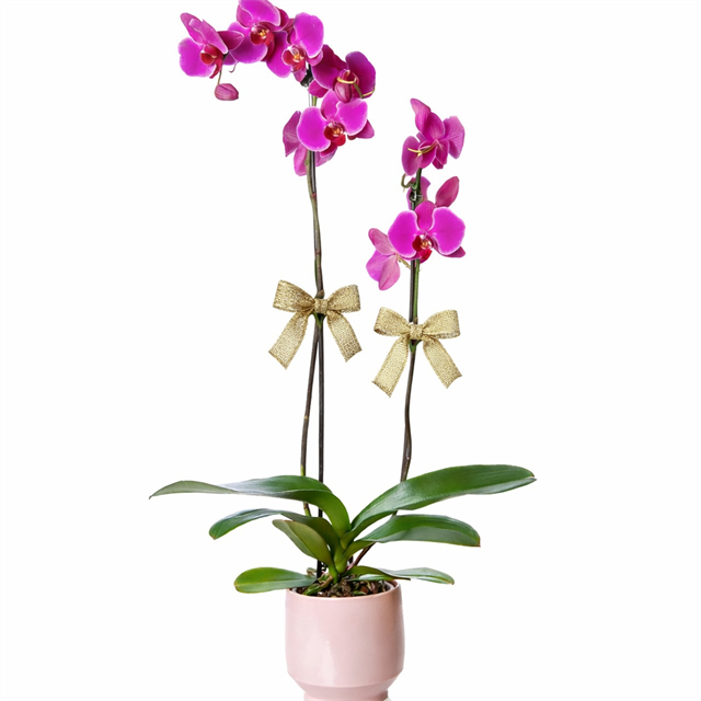 Pembe Rüya Orkide Aranjmanı