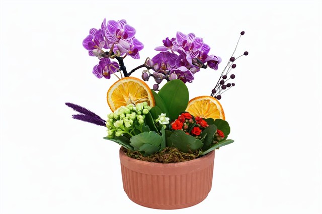 Portakal Dokunuşlu Mini Orkide Tasarımı